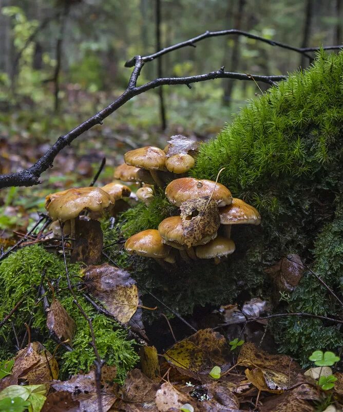 Гриб хвойная. Лесные опята. Осенние грибы. Осенние грибы в хвойном лесу. Осень грибы.