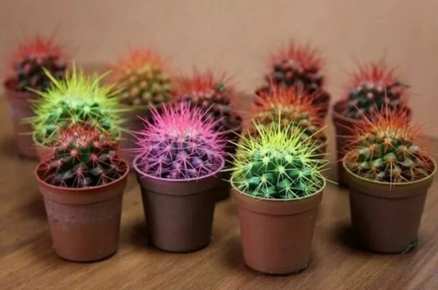 эхинокактус грузони красный. эхинокактус грузони техасский. кактус эхинокактус грузони. цветной кактус как ухаживать. цветной кактус как ухаживать.