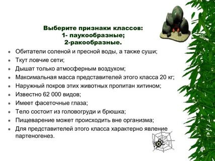 Тест паукообразные