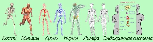 Кости нервы мышцы. Три системы: гормональная, кровеносная и костно-мышечная.. Мышцы кости нервы органы человека. Нервы человека без костей, мышц.