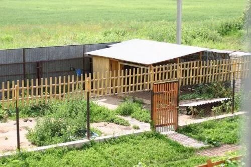 Dog Run - Completed with Dogs Added Outdoor dog runs, Outdoor dog area, Diy dog 