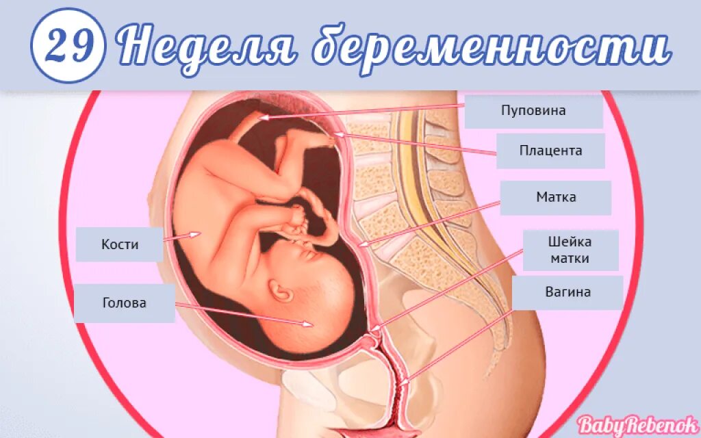 Расположение ребенка на 35 неделе. Расположение ребенка на 33 неделе. Положение ребенка в 35 недель. 30 неделя болит живот