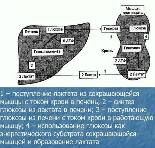 Как молочная кислота влияет на мышцы. Молочная кислота образующаяся в мышцах. накопление лактата в мышцах. молочная кислота и лактат в мышцах. накопление молочной кислоты в мышцах.
