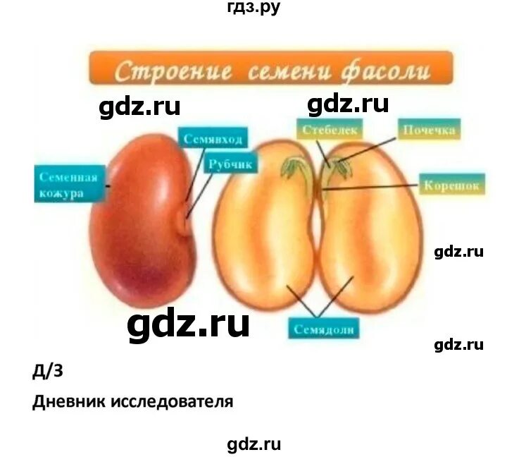 Биология 5 класс параграф 14 рабочая тетрадь