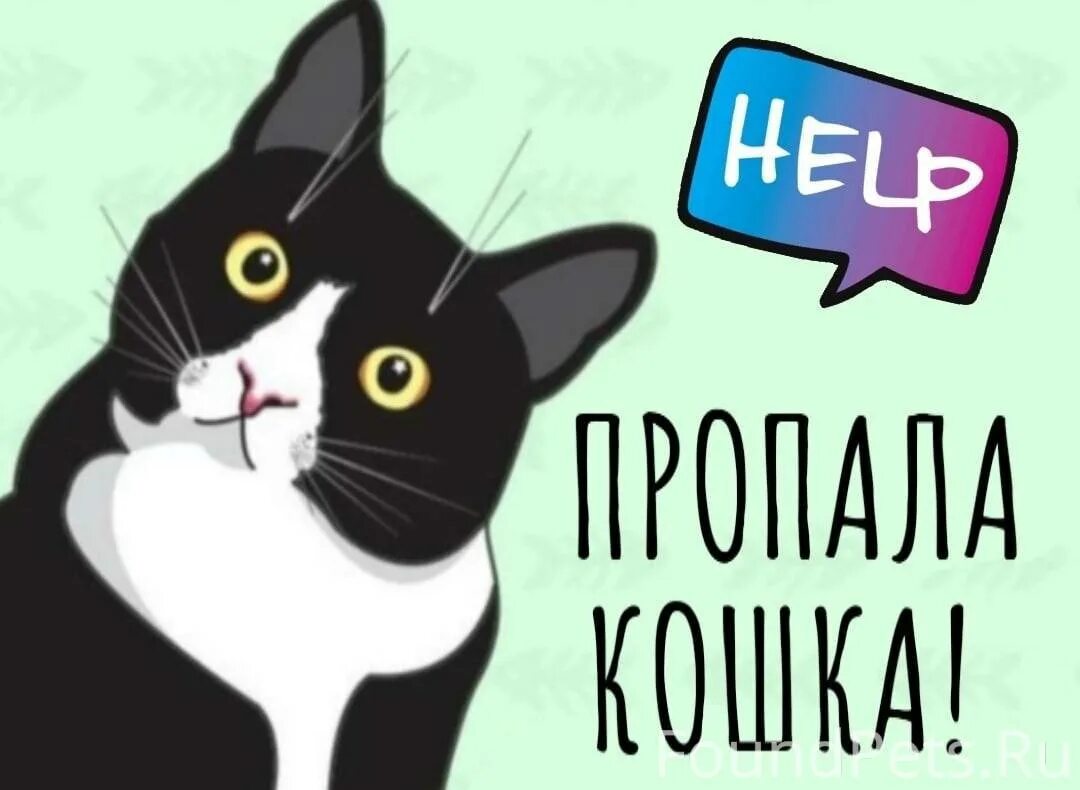 Извините нахожусь. Коты потеряшки Саратов. Кот помогите. Black Cat Саратов. Кошки потеряшки город Саратов.