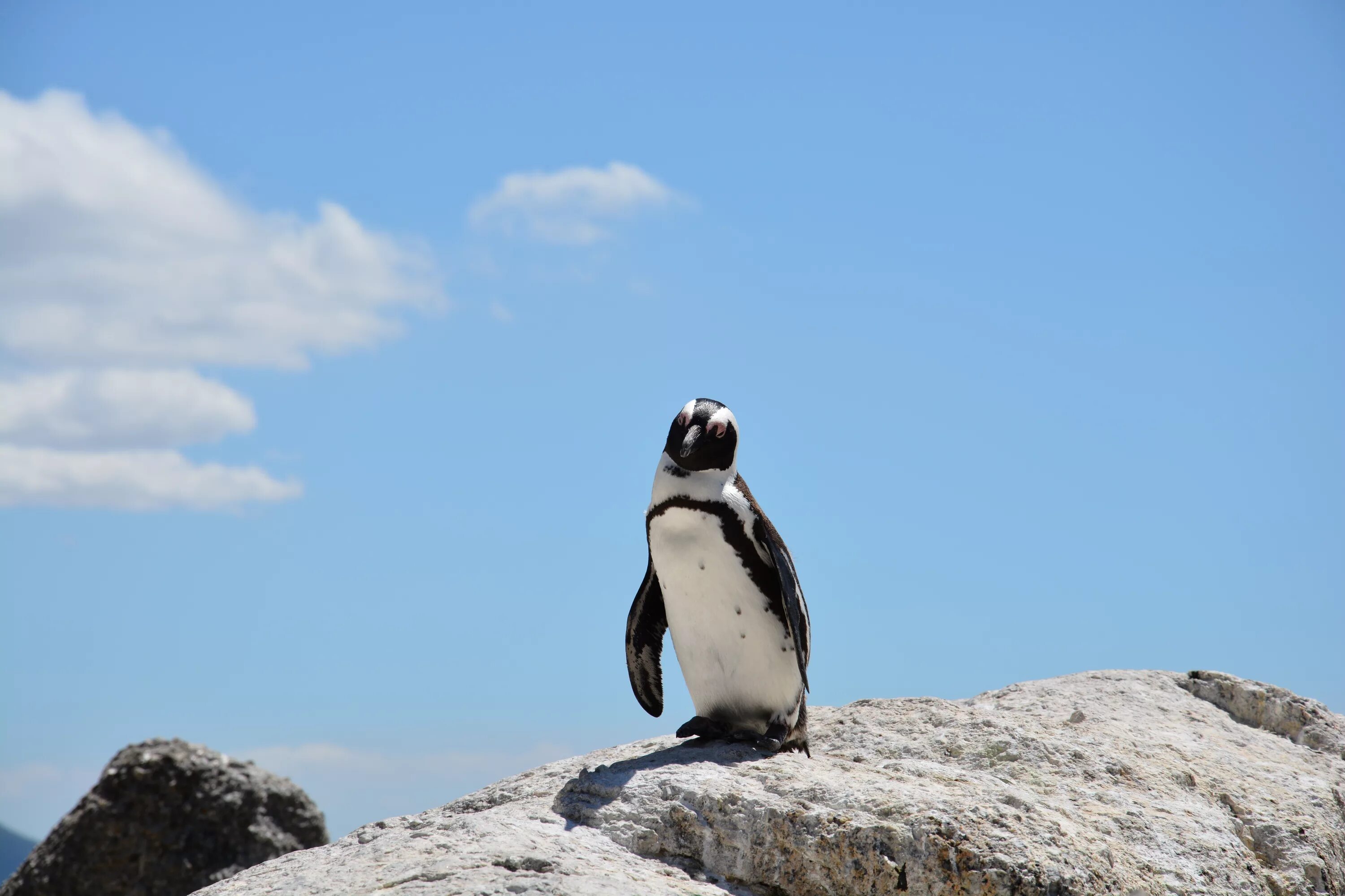 Пингвин касатка лодка. Пингвин. Скальный Пингвин. Пингвинёнок на скале. Пингвины в ЮАР.