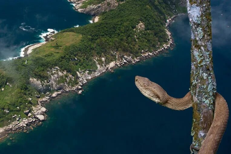 Острова змеиный где. Остров Кеймада-Гранди Бразилия. Змеиный остров Кеймада-Гранди Бразилия. Змеиный остров, Сан-Паулу, Бразилия.