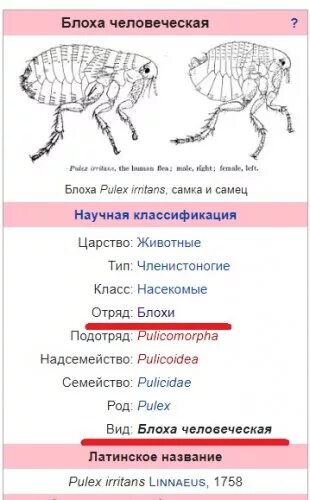 Платяная вошь (pediculus humanus corporis). Вошь классификация. Вошь строение. Систематика вшей. Систематика вшей.