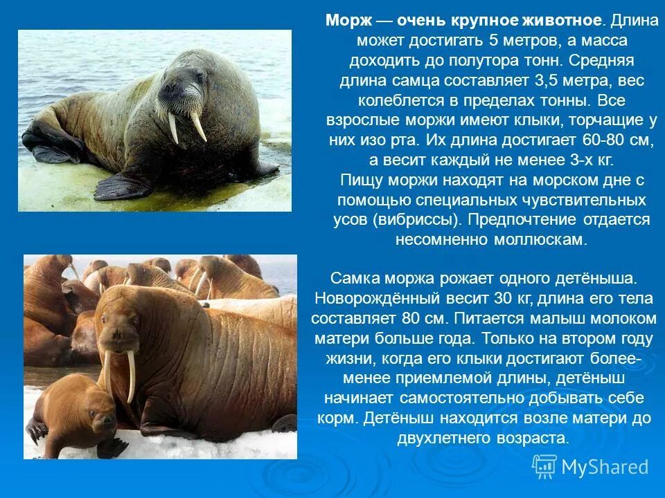 Доклад про моржа. Морж презентация. Сообщение о Морже. Животные Арктики морж.