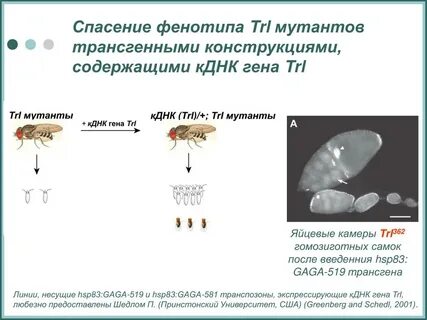 Фенотипически нормален