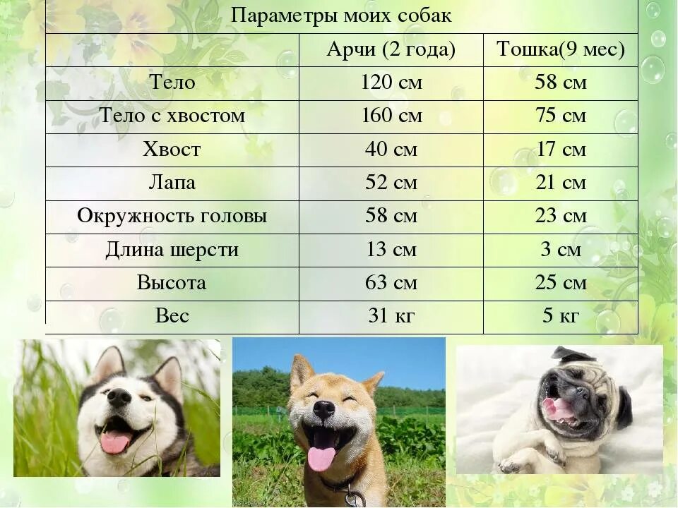 Имена для собак. Собачьи имена для собак. Клички собак клички собак. Красивые имена для собак мальчиков.