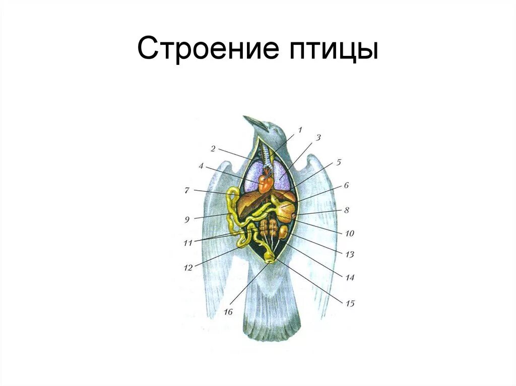 Органы птиц 7 класс. Внутреннее строение птицы самца рис 156. Класс птицы внутреннее строение голубя. Внутреннее строение птицы схема. Внутреннее строение птицы биология 7 класс.