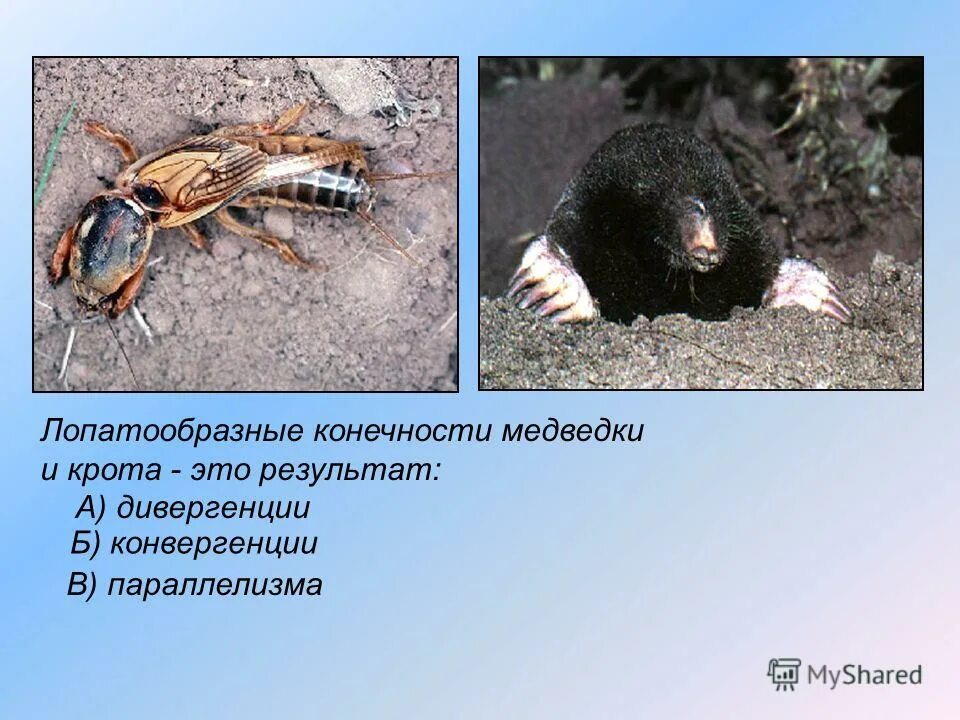 европейский крот кротовые. крот землеройка слепыш. роющие конечности у крота. европейский крот. крот европейский обыкновенный.