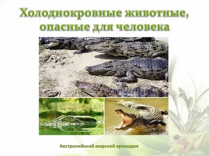 Пресмыкающиеся холоднокровные