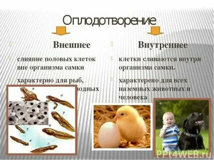 Внутреннее оплодотворение характерно для животных