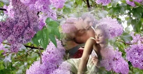 Под черёмухой цветущей. Песня расцвели как будто в мае. Черемуха и любовь. Черемуха и любовь. Весна любовь счастье.