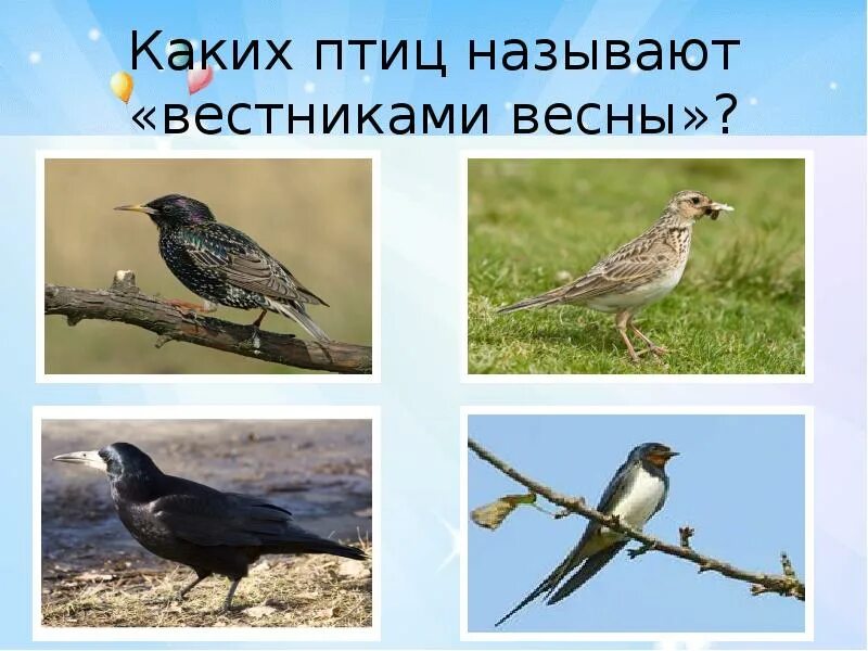 Птицы вестники весны. Какую птицу называют вестником весны. Какие птицы вестники весны. Какая птица является вестником весны?.