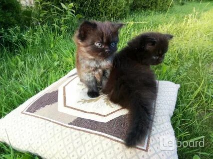 Гатчина котята в добрые