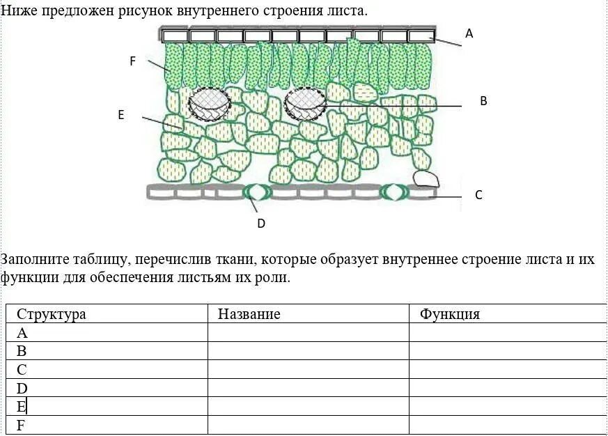 Какая ткань образует структуру листа. Внутреннее строение листа рисунок биология. Строение ткани листа биология 6 класс. Строение мякоти листа название ткани. Внутреннее строение листа функции.