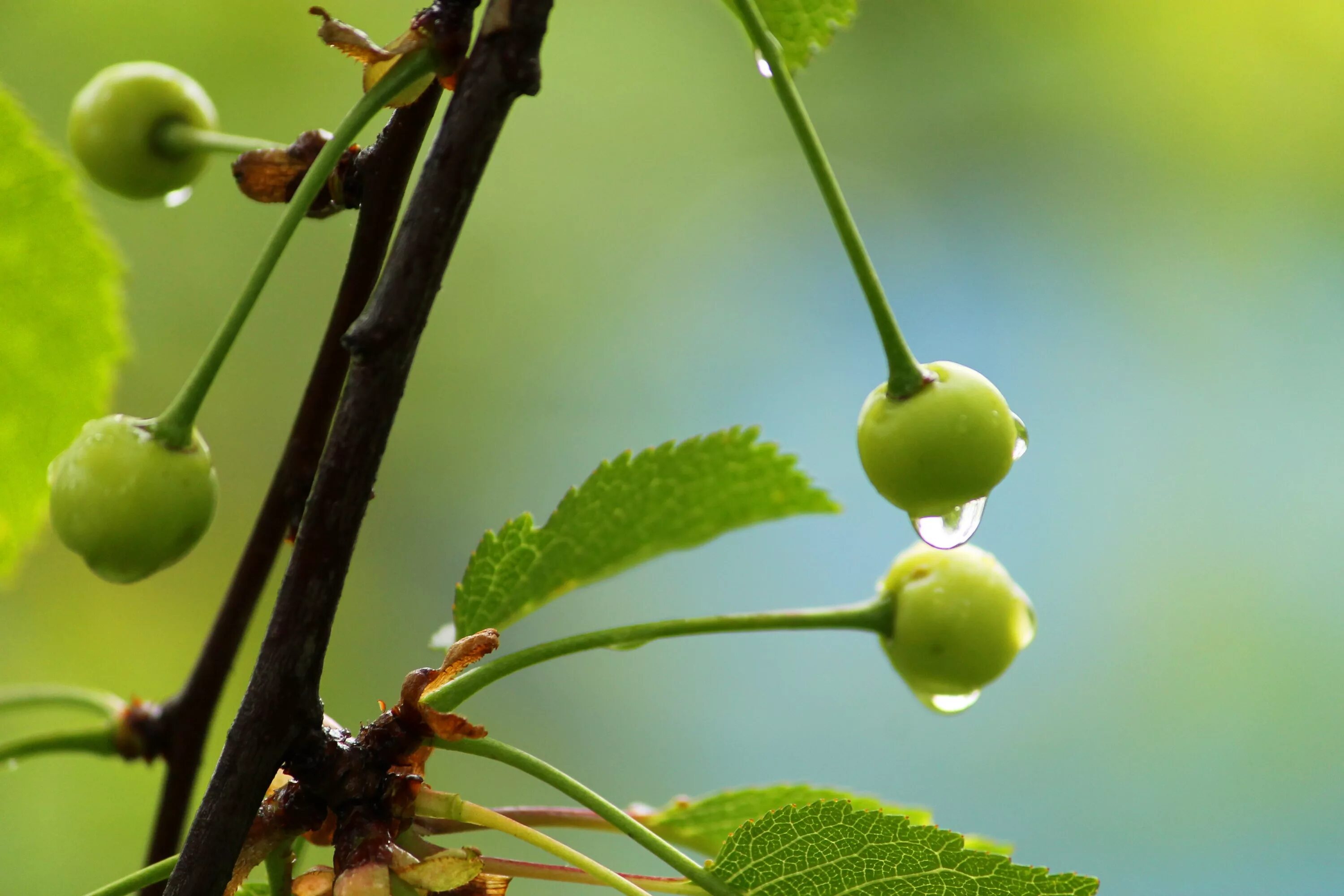 Вишня облачинская. Зеленая черешня незрелая. Черешня зеленые ягоды. Зеленая черешня. Зеленая вишня.