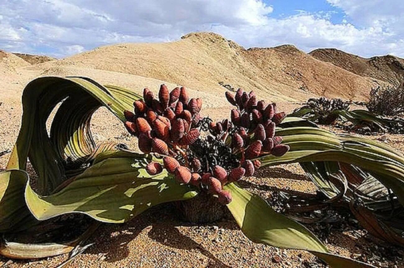Удивитель. Вельвичия удивительная (Welwitschia Mirabilis). Веревичья удивительная. Пустыня Намиб вельвичия. Растение вельвичия удивительная.