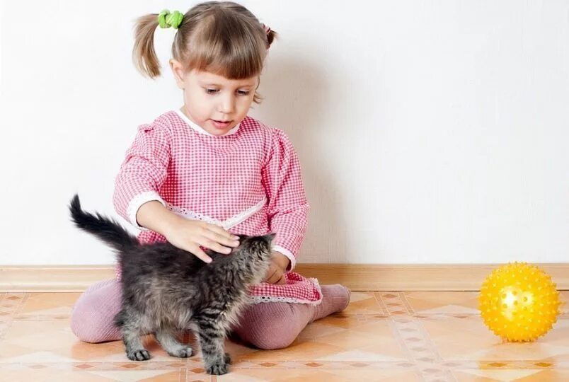 Люди и животные. Девочка гладит кота. Девчонка гладит кошку. Девочка гладит кота. Девочка гладит кошку.