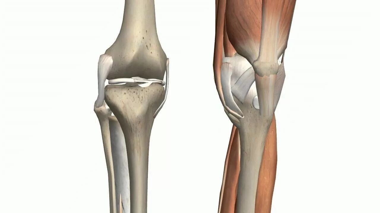 Коленный сустав 3д анатомия. Коленный сустав анатомия. Анатомия колена 3д. Knee Joint Anatomy.
