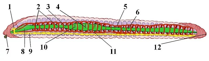 Кольчатые черви строение. Строение дождевого червя без подписей. Внутренне строение кольчатых червей. Внутреннее строение система кольчатых червей. Рисунок строения червя