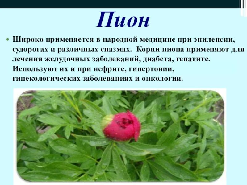 Пион для чего применяется. Марьин корень цветок. корень пиона уклоняющегося. пион характеристика растения. пион в народной медицине.