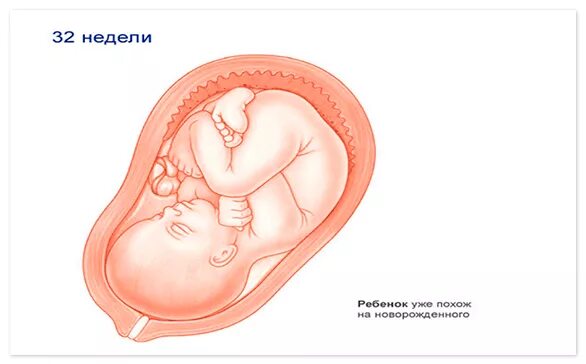 Расположение малыша в животе 32 недели. Ребёнок на 32 неделе беременности в утробе. Расположение ребенка на 32 неделе. Положение ребенка в животе на 32 неделе. Малыш на 32 неделе беременности