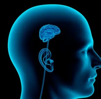 Small brain