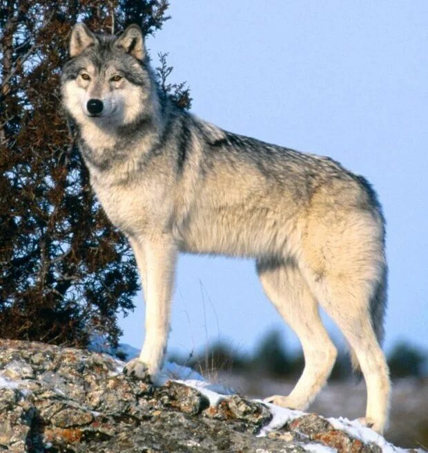 Волк серый обыкновенный. Сибирский Лесной волк. Манитобский волк. Сибирский волкособ.
