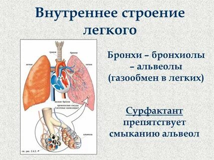 Расскажите какие процессы происходят в легочных альвеолах
