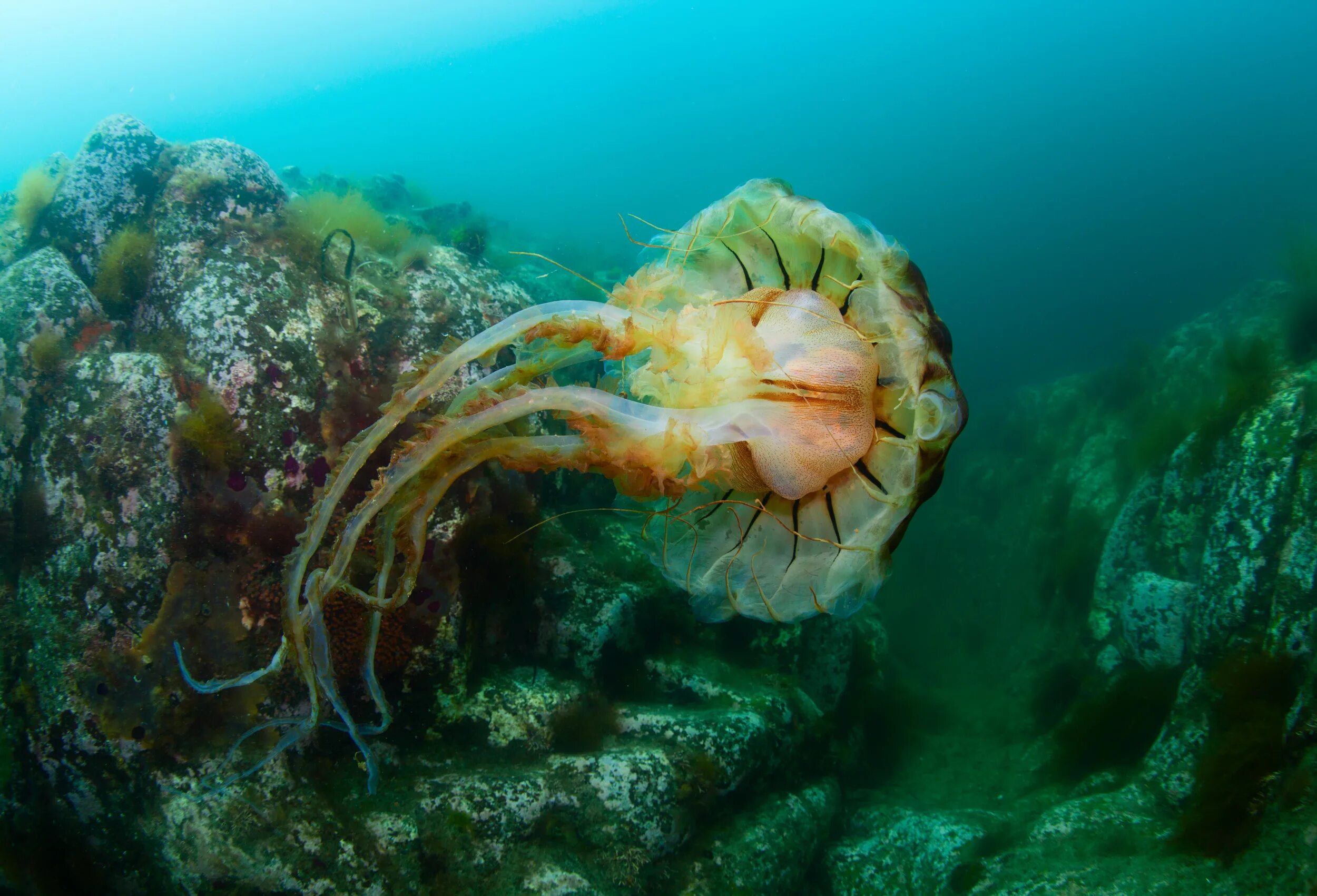 Морской мир россии. Дальневосточный морской заповедник осьминог. Морские жители.