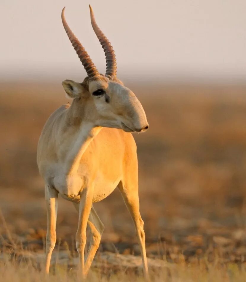 Сайга (Сайгак). Сайгак Saiga tatarica. Сайга антилопа. Сайга Сайгак животное.