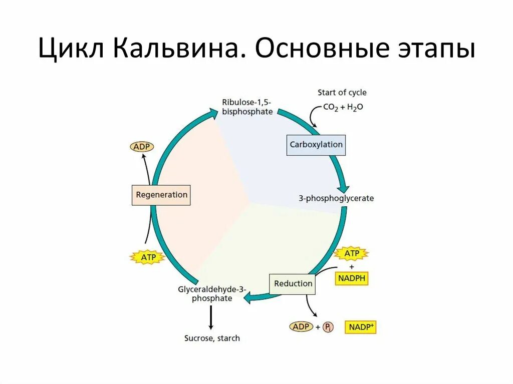 Цикл кальвина в хлоропластах. Цикл Кальвина в фотосинтезе схема. Цикл Кальвина и цикл Кребса. Темновая фаза цикл Кальвина. Темновая фаза фотосинтеза цикл Кальвина.