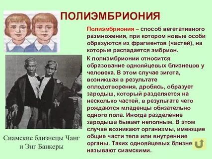 Полиэмбриония размножение