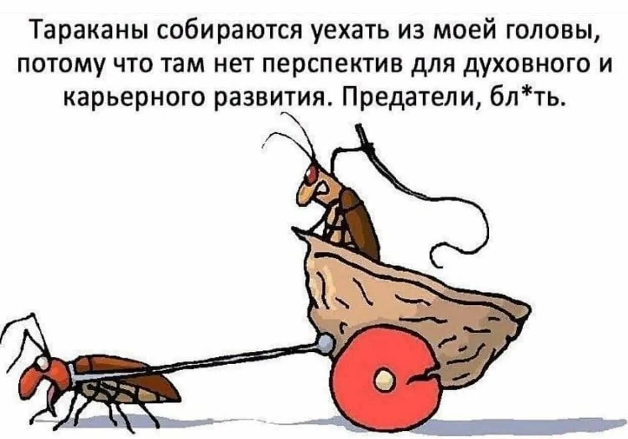 Ездили можно говорить. Владимир путин таксовал. Безопасность на дороге. Тараканы юмор. Тараканы прикольные картинки.