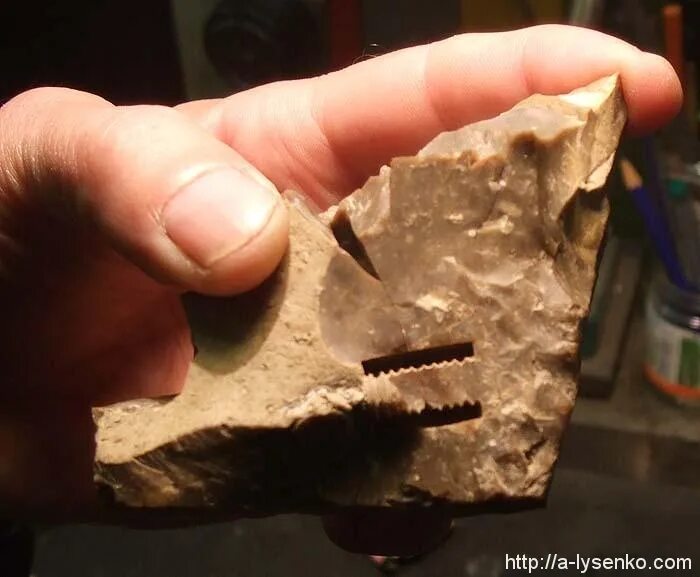 находки в угле. неопознанные ископаемые объекты. древнейшие ископаемые. Fossil окаменелости. морская лилия окаменелость 300 лет назад.