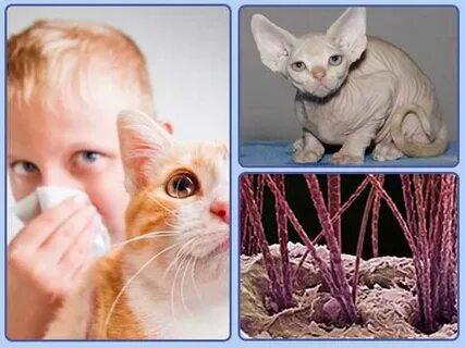 Кошки не вызывающие аллергию