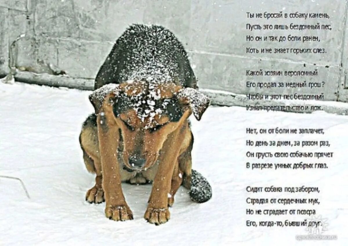 За окном завыли собаки так они