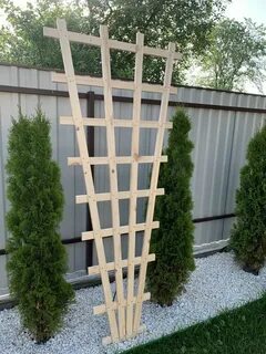 Порно писка жейді