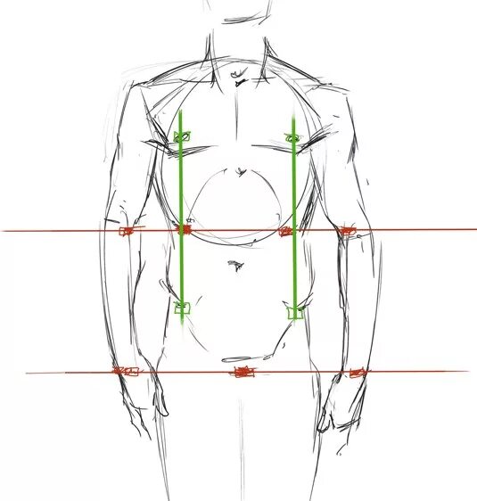 Пропорции торса человека анатомия. Пропорции мужской фигуры для рисования. Мужская фигура рисунок пропорции. Пропорции торса для рисования. Рисунок насколько