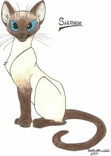 Сиамская кошка рисунок