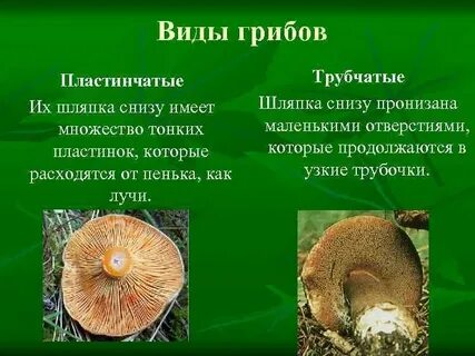 Строение пластинчатого гриба и трубчатого гриба