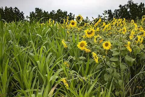 Подсолнечник техническая культура