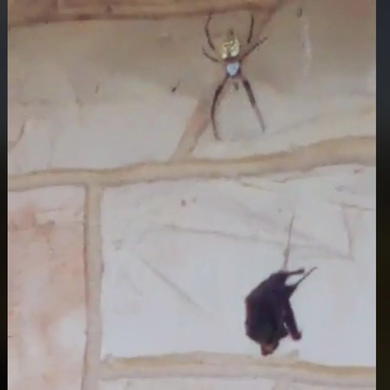 Гигантские пауки снятые на камеру. Паук поедающий летучих мышей. Пауки которые ловят летучих мышей. Паук ест летучую мышь.
