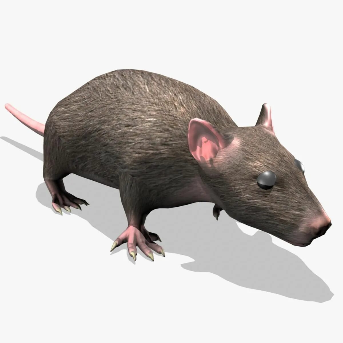 3д модель крысы для 3д принтера. Rat 3d. Крыса 3d модель. Rat 3d model. По следу крысы 3 военный