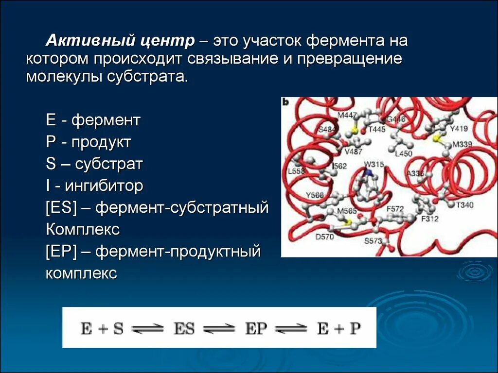 Активный центр фермента участок связывания. Субстрат активный центр фермента. Молекула субстрата. Активный центр фермента это участок молекулы фермента.