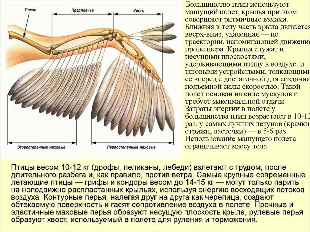 Строение крыла. Передние конечности - Крылья. Части тела птицы. Внешнее строение крыла птицы. Методы полет птицы